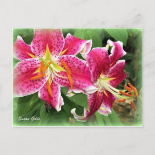 Lys Stargazer Oriental Rose / Carte Postale de Jar