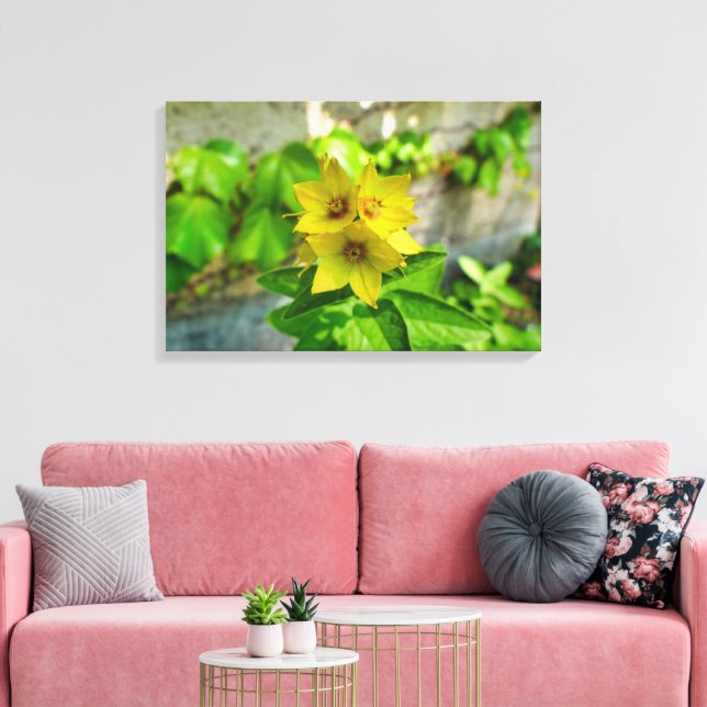 Lysimachia punctata canvas print (Insitu(LivingRoom))