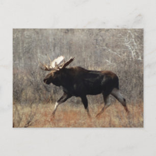 M10 Bull Moose Postcard