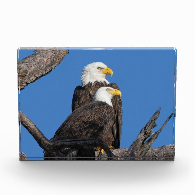 M15 & F23 - A New Couple  Photo Block (Front)