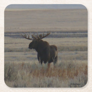 M1 Bull Moose Square Paper Coaster