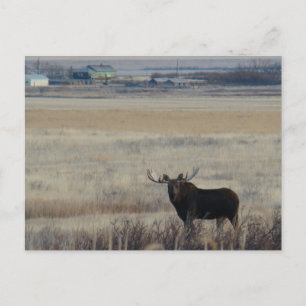 M3 Bull Moose on Farmland Postcard