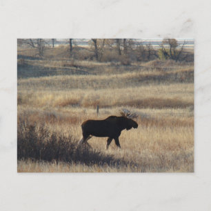 M5 Bull Moose Postcard