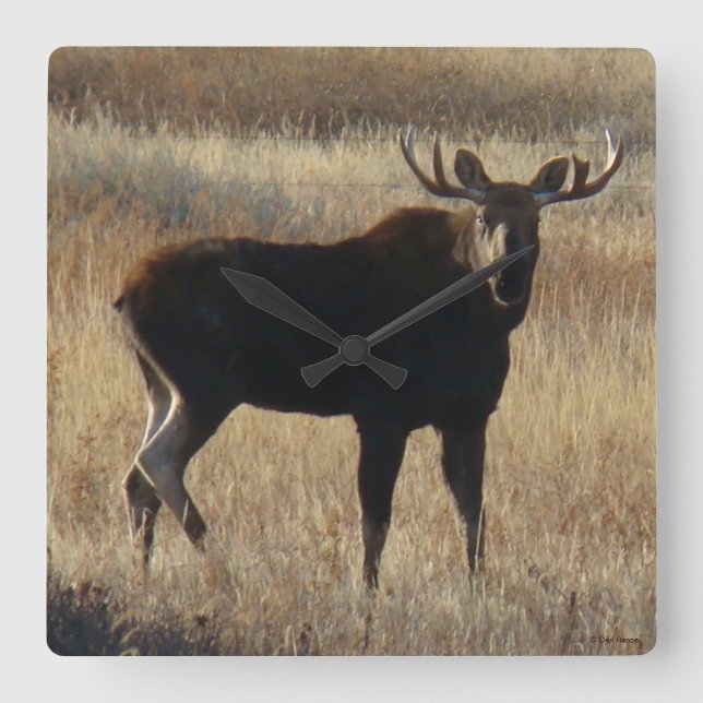 M7 Young Bull Moose Square Wall Clock (Front)