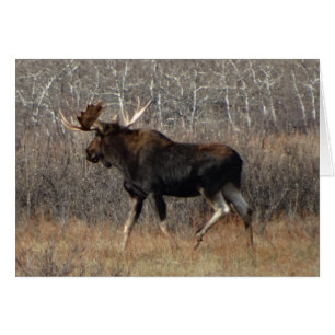 M8 Bull Moose