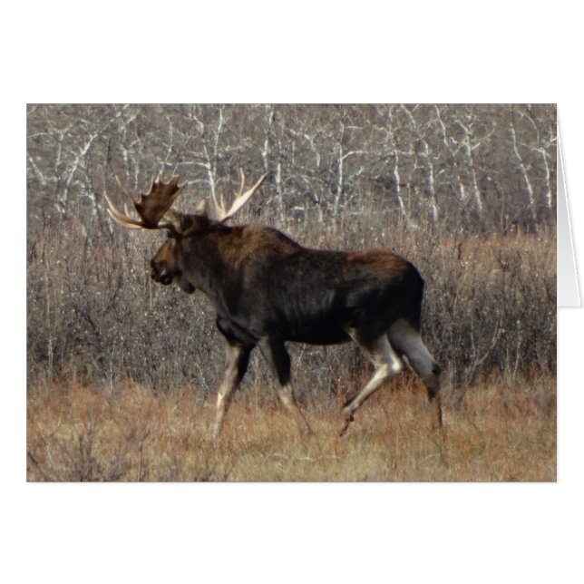 M8 Bull Moose (Devant horizontal)