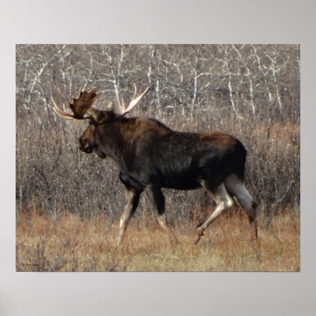 M8 Bull Moose in Scrub Brush Poster (Front)