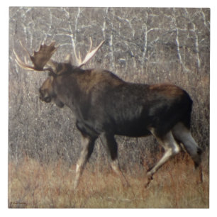 M8 Bull Moose Tile