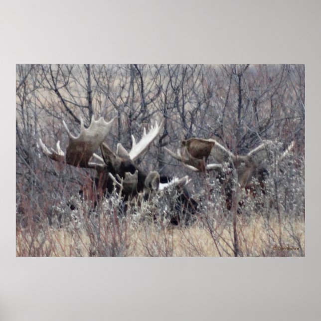 M9 Bull Moose Laying Poster (Front)