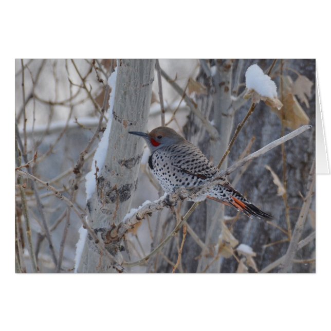 M. Flicker (Devant horizontal)