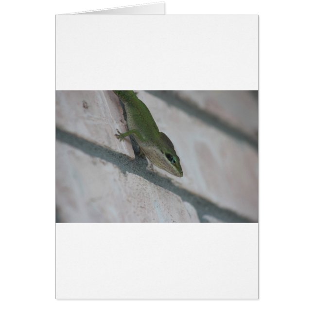 M. Green Lizard (Devant)