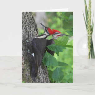 M. & Mme Pileated Woodpecker Carte de voeux