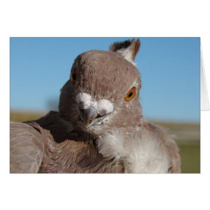 M. Pigeon