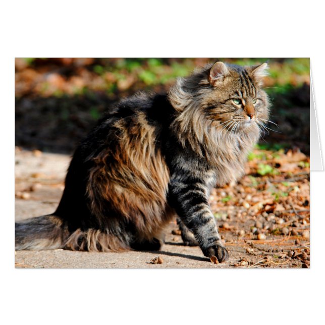 Ma carte de chat en coton Acorn Maine (Devant horizontal)