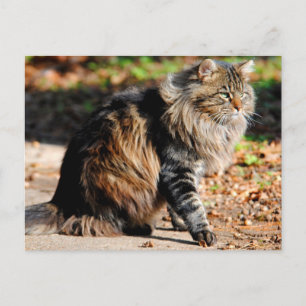 Ma carte postale de chat au maïs Acorn