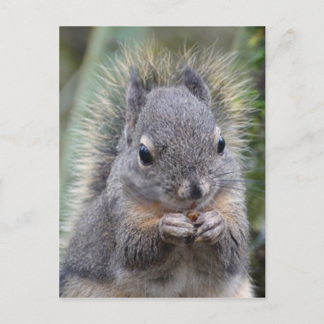 Ma carte postale Fuzzy (Devant)