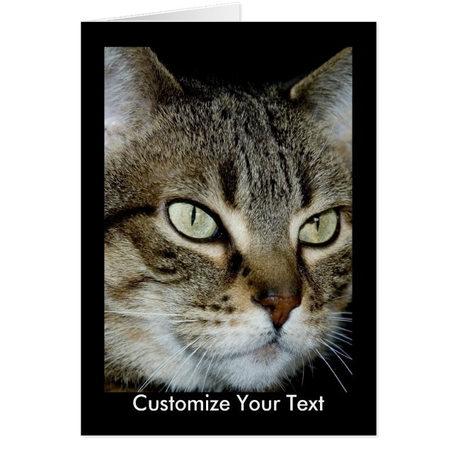 Ma carte tabby (Devant)