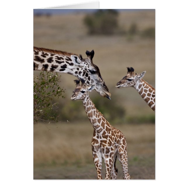 Maasai Giraffe (Giraffe Tippelskirchi) (Front)