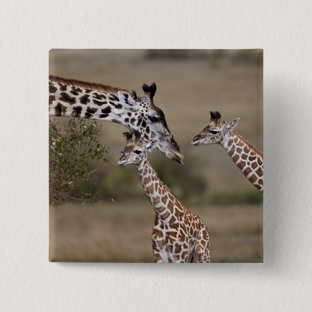 Maasai Giraffe (Giraffe Tippelskirchi) 2 Inch Square Button (Front)