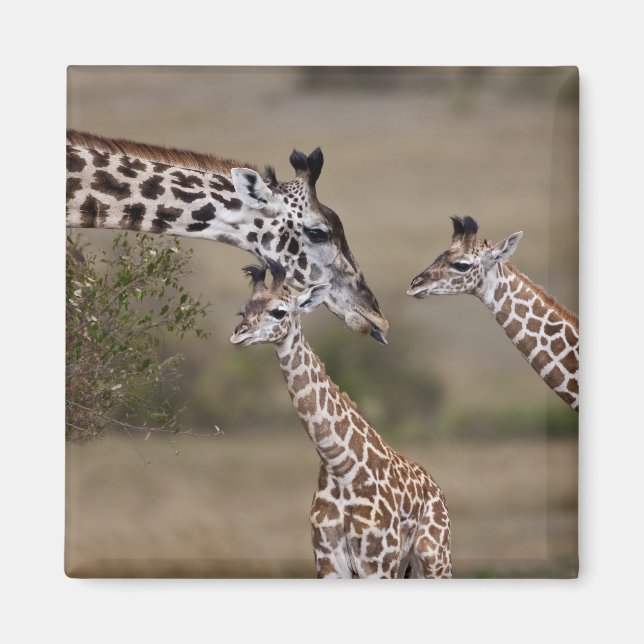 Maasai Giraffe (Giraffe Tippelskirchi) Magnet (Front)