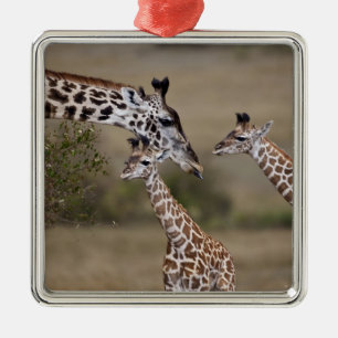 Maasai Giraffe (Giraffe Tippelskirchi) Metal Ornament