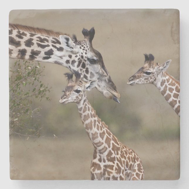 Maasai Giraffe (Giraffe Tippelskirchi) Stone Coaster (Front)