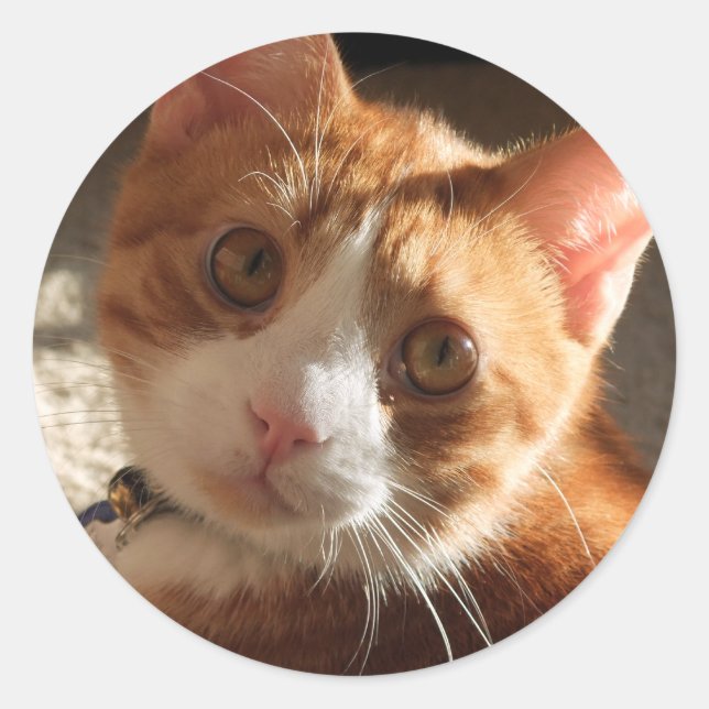Mac Cat Photo Stickers (Front)