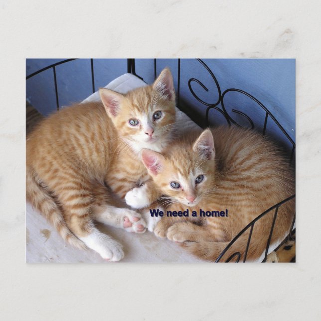 mac-n-chesse postcard (Front)