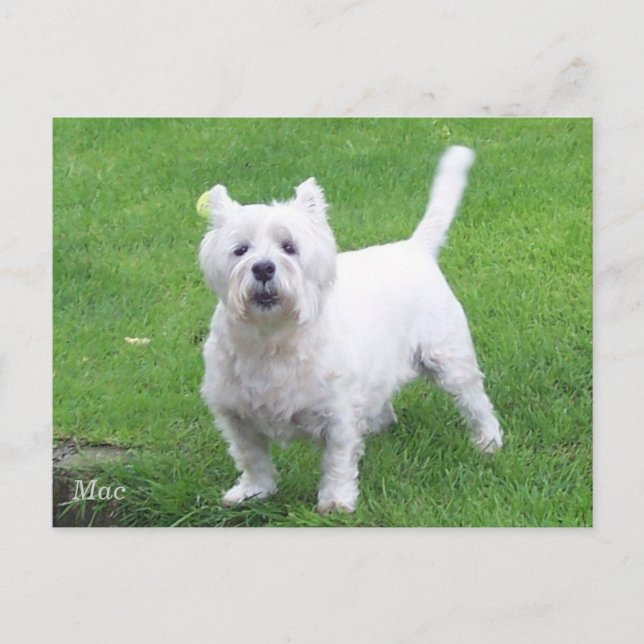 Mac westie postcard (Front)