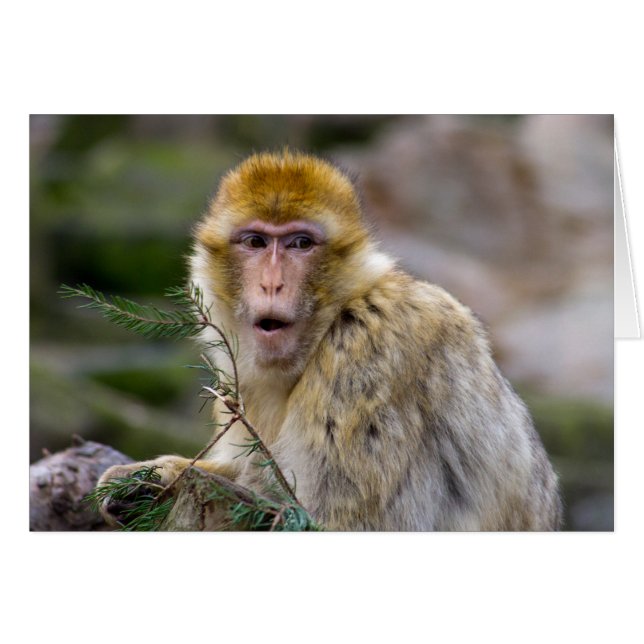 Macaca sylvanus (Front Horizontal)