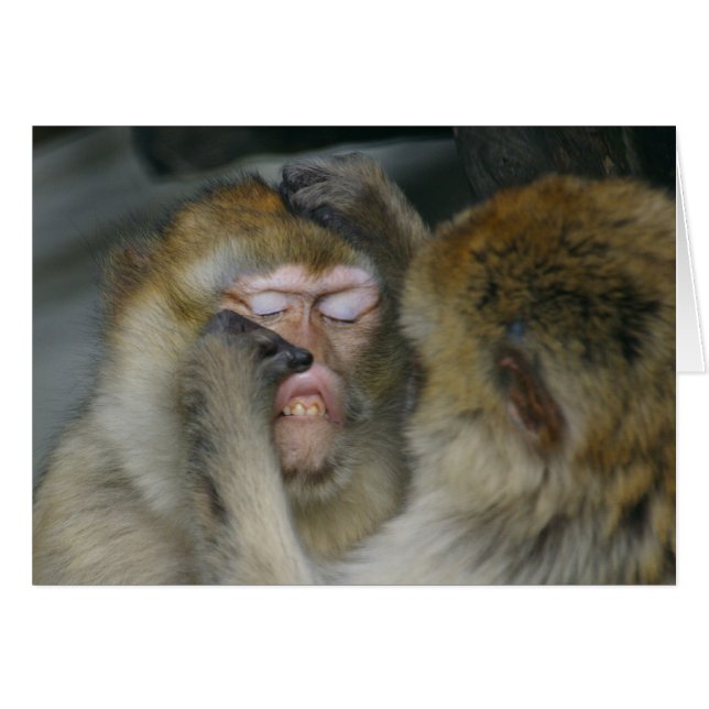 Macaca sylvanus (Front Horizontal)