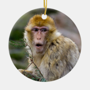 Macaca sylvanus ceramic ornament