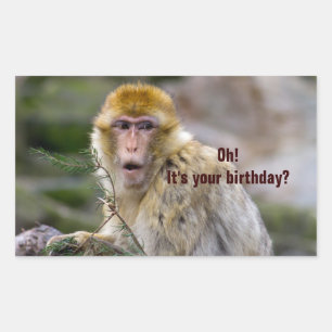 Macaca sylvanus sticker