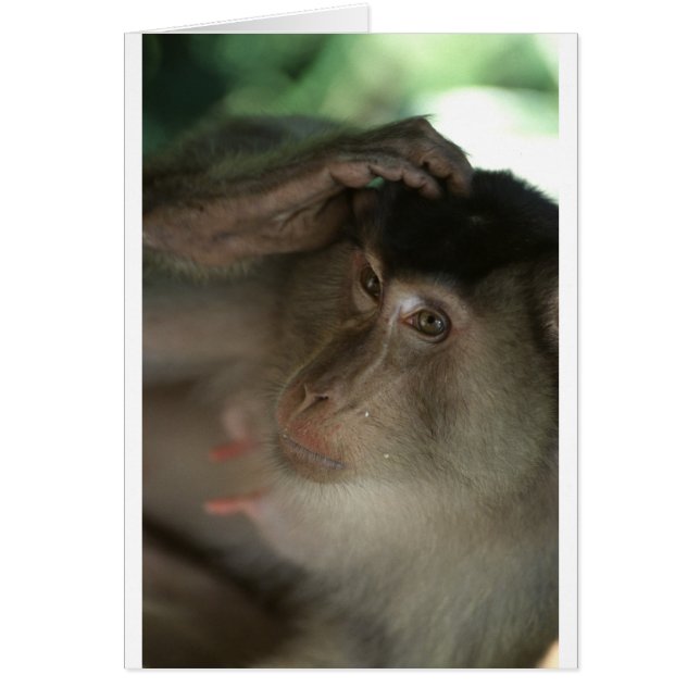 Macaque Monkey Borneo (Front)