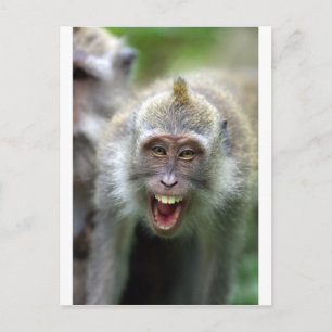 Macaque monkey postcard