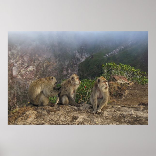 Macaques in the Mist Poster (Front)