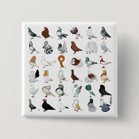 36 races de pigeon