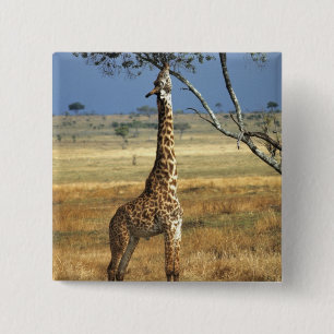 Macaron Carré 5 Cm Afrique, Kenya, Amboseli NP. Un commun, ou Masai,