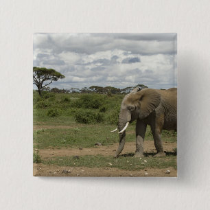 Macaron Carré 5 Cm Afrique, Kenya, Parc national d'Amboseli, éléphant