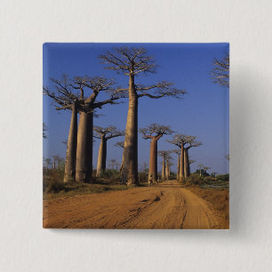 Macaron Carré 5 Cm Afrique, Madagascar, Morondava, Avenue des Baobabs