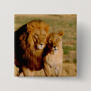 Macaron Carré 5 Cm Afrique, Namibie, Okonjima. Lion & lionne