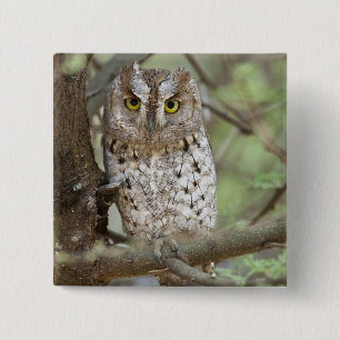 Macaron Carré 5 Cm Afrique. Tanzanie. Petit-duc scops à Tarangire 2
