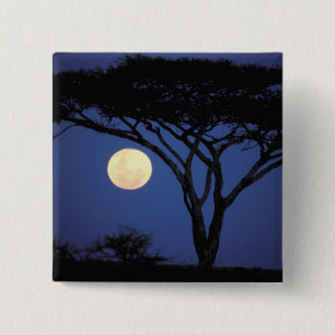 Macaron Carré 5 Cm Afrique, Tanzanie, Tarangire. Arbre acacia dans