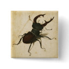 Albrecht Durer Stag Beetle Renaissance Art Vintage
