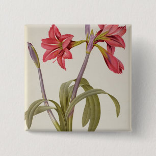 Macaron Carré 5 Cm Amaryllis Brasiliensis