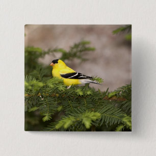 Macaron Carré 5 Cm Américain Goldfinch mâle dans un arbre