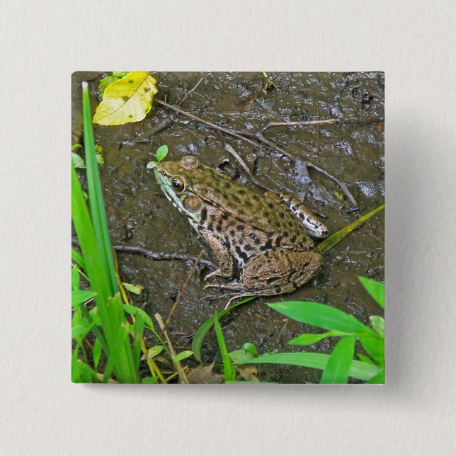 Macaron Carré 5 Cm American Bullfrog - Rana catesbeiana (Devant)