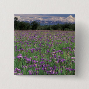 Macaron Carré 5 Cm Amérique du Nord, États-Unis, Alaska, Anchorage,