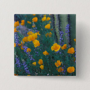 Macaron Carré 5 Cm Amérique du Nord, États-Unis, Arizona, Organ Pip