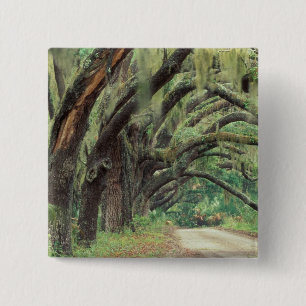 Macaron Carré 5 Cm Amérique du Nord, États-Unis, Géorgie, Cumberla